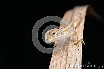 Young lizard Stock Photo