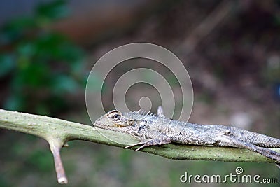 Young lizard perched on a tree trunk Stock Photo