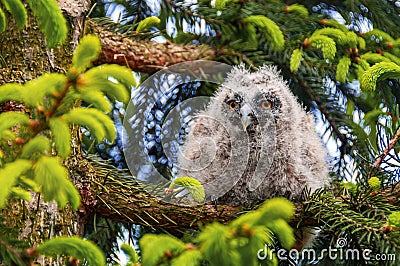 Young long-eared owl sitting on pine branch Stock Photo