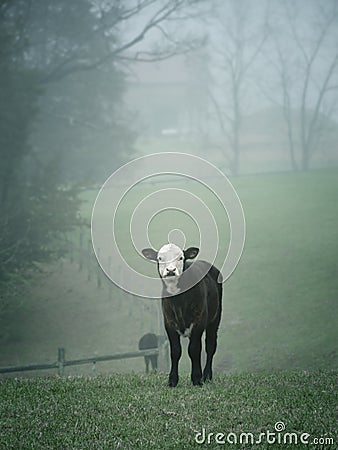 Lost calf in the fog Stock Photo