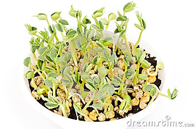 Young lupin bean plants in white plastic tray over white Stock Photo