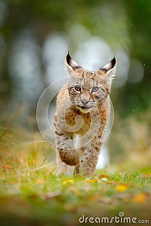 Young Lynx in green forest. Wildlife scene from nature. Walking Eurasian lynx, animal behaviour in habitat. Cub of wild cat from G Stock Photo