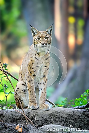 Young Lynx in spring time Stock Photo