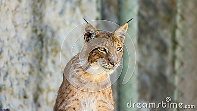 Young lynx on a yellow background Stock Photo