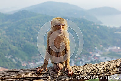 Young Macaca leonina Northern Pig-tailed Macaque sitting on the wooden branch. Thailand Stock Photo
