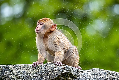 Young Macaca sylvanus monkey dancing Stock Photo