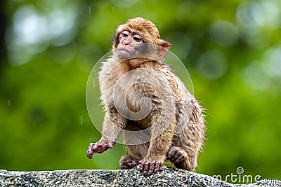 A young Macaca sylvanus monkey in the rain Stock Photo