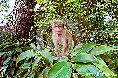 Young macaca under the tree portrait Stock Photo