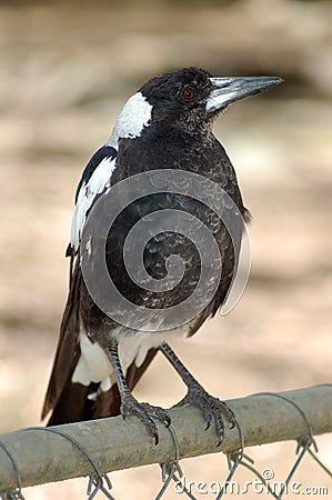 Young Magpie Stock Photo