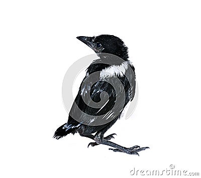 Young magpie chick Stock Photo