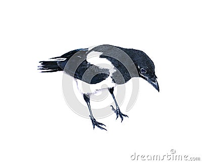 Young magpie chick Stock Photo
