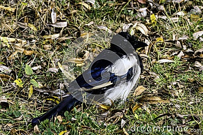 Young magpie Stock Photo