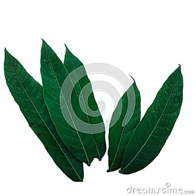 young mahoni leaf isolated white background Stock Photo