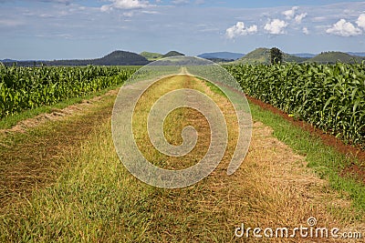 Young maize crop Stock Photo