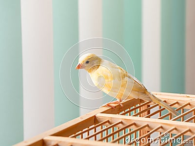 Young male Curious orange canary looks straight sitting on a cage on a light background. Breeding songbirds at home Stock Photo