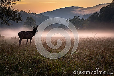 Young male elk with small rack poses in the mist before dawn in Cataloochee State Park-Edit Stock Photo