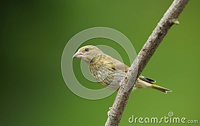 A young male Greenfinch Carduelis chloris perched on a branch.. Stock Photo