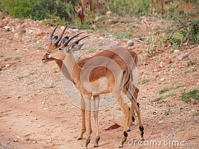 Young male Impala grooming Stock Photo