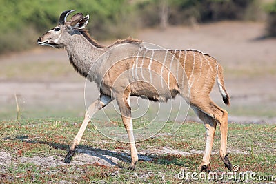 Young male kudu Stock Photo