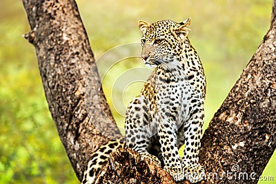 Young male leopard in tree. Stock Photo