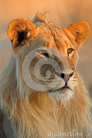 Young male lion Stock Photo