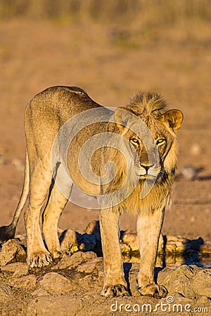 Young Male lion drinks at a waterhole Stock Photo
