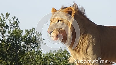 A male lion with the sun shining on it Stock Photo