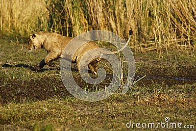 View of a large lion jumping over the water Stock Photo