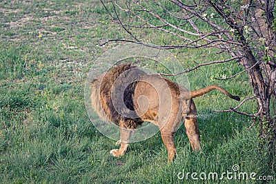 Young male lion marks territory by urination Stock Photo