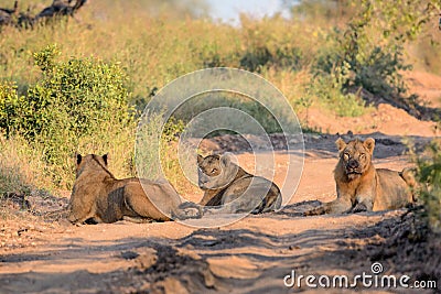 Young Male Lions in Kruger National Park Stock Photo
