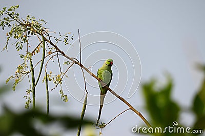 Young male parrot sitting on drumstick tree branch, INDIA Stock Photo