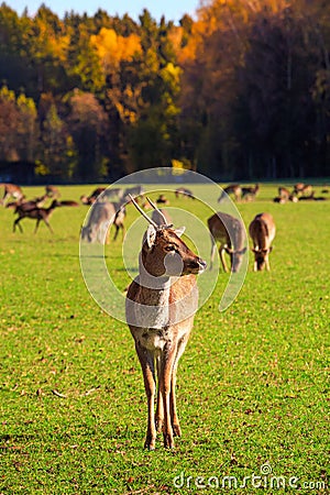 Young male red deer (Cervus elaphus) grazing in the meadow at The Wildpark Poing Stock Photo