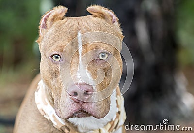 Red American Pitbull Terrier with cropped ears and bandana Stock Photo