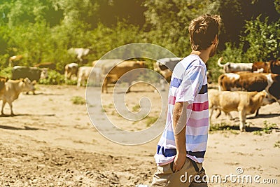 Young male shepherd walking near the cow herd on the summer sandy field a Stock Photo