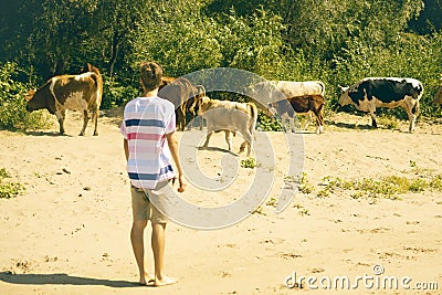 Young male shepherd walking near the cow herd on the summer sandy field a Stock Photo