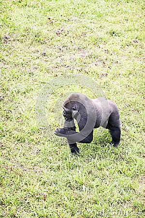 Young male silverback gorilla walking on all fours Stock Photo