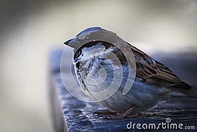 Young male sparrow Stock Photo