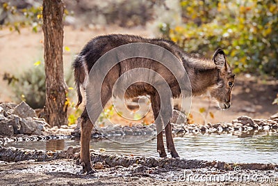 A young male waterbuck Kobus Ellipsiprymnus drinking at a waterhole, Ongava Private Game Reserve neighbour of Etosha, Namibi Stock Photo