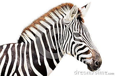 Young male zebra head Stock Photo