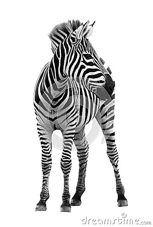 Young male zebra isolated Stock Photo