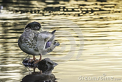 Young mallard duck cleaning feathers during golden hour Stock Photo