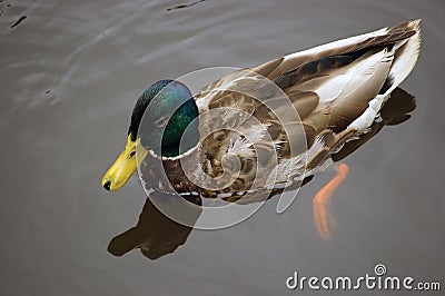 Young Mallard male duck closeup Stock Photo