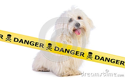 Young Maltese bichon with a yellow banner Stock Photo