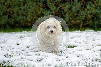 Young Maltese cross dog romping in winter snow Stock Photo