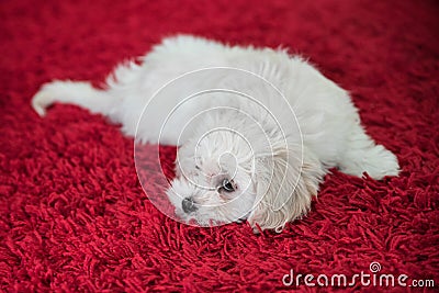 Young maltese dog Stock Photo