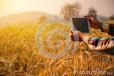 Young man agriculture engineer squatting in gold Stock Photo