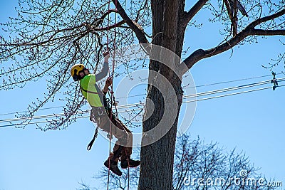 Young man climbing rope on tree Editorial Stock Photo