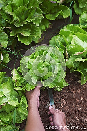 Young man collecting a butterhead lettuce Stock Photo