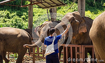 Young man feeds elephants with bananas in a sanctuary in the jun Stock Photo