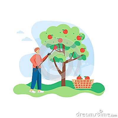 Young man, gardener picking apples from apple tree, flat vector illustration Vector Illustration